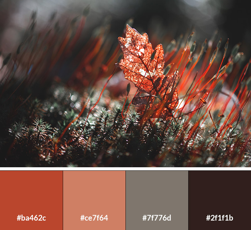 Autumn's Majesty - Earth Tone Color Palette