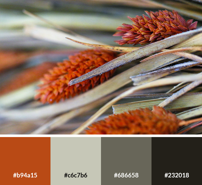 Harvest - Earth Tone Color Palette